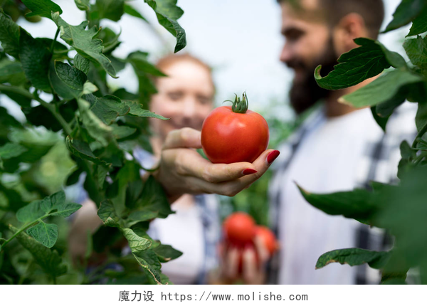 手拿西红柿的人友好的团队收获新鲜蔬菜从温室花园和收获季节